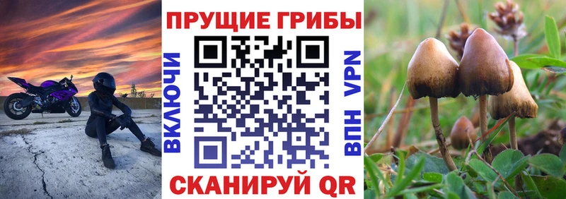 кракен вход Пучеж Псилоцибиновые грибы Magic Shrooms